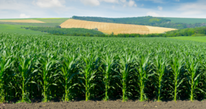 Какие патогены активизировались на высокоурожайных гибридах кукурузы?