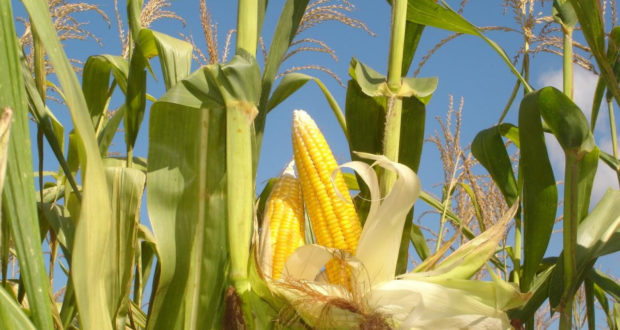 В Тамбовской области продолжается уборка кукурузы
