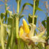 В Тамбовской области продолжается уборка кукурузы