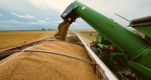 Экспортная пошлина на пшеницу из РФ с 5 октября снизится на 14 %