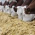 В 2021 году в РФ выросло производство скота и птицы на 0,3%, молока — на 0,2% — Росстат