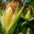 В Ставропольском крае кукурузы собрано на 6 % больше, чем в прошлом году