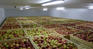 Импорт яблок в Россию в 2022 году сократился на 24%