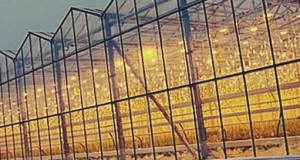 Плодоовощной союз обратился к  Минсельхозу РФ с просьбой запретить импорт помидоров на два месяца