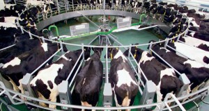 Объём реализации молока в сельхозорганизациях вырос на 4,9%