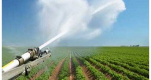 В России сокращены субсидии на производство картофеля и овощей
