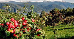 На Ставрополье рекордные сборы урожая яблок