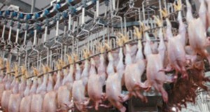 Брянские предприятия отправили в Китай 80 тонн мяса птицы