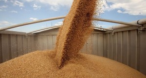В Краснодарском крае урожай пшеницы 2021 года на 90 % состоит из продовольственного зерна