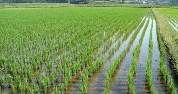 На Кубани планируют засеять рисом 110 тыс. га