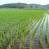 На Кубани планируют засеять рисом 110 тыс. га