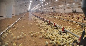 Президент НСА Корней Биждов: птицефабрика в Ростовской области могла бы получить страховую выплату более 200 млн рублей