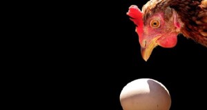 Россельхознадзор разрешает поставки столового яйца с ряда предприятий Турции