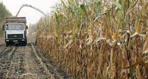 Вода из Днепра позволит возобновить выращивание в Крыму кукурузы, сои и риса