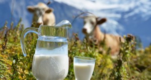 Реализация молока в сельхозорганизациях выросла на 7,8%