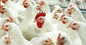 В Ставропольском крае производство мяса птицы  выросло в текущем году на 5,6 %