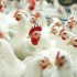 Прокуратура проводит проверки в регионах  по пресечению нарушений при ценообразовании