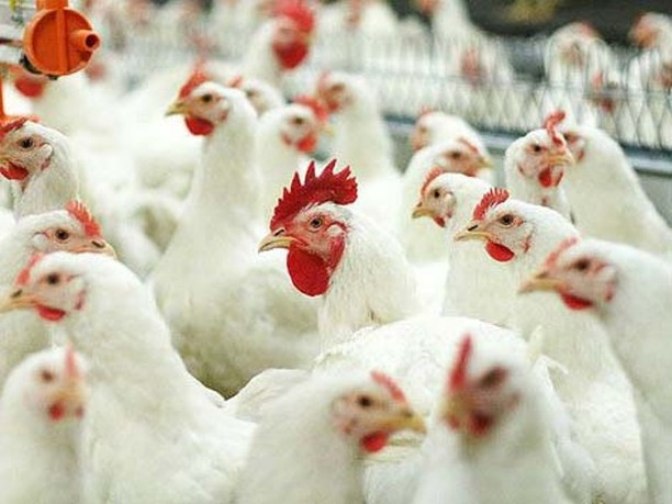 Крупные производители яиц в России исключили забой кур-несушек