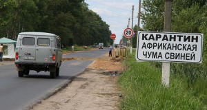 Африканская чума свиней выявлена в Хохольском районе Воронежской области