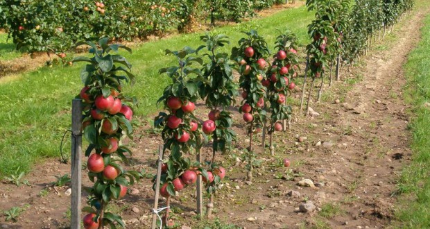 В Пензенской области в 2024 г. планируют заложить 120 га плодовых и ягодных культур