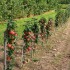 В Пензенской области в 2024 г. планируют заложить 120 га плодовых и ягодных культур