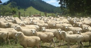 Белоруссия приостановила поставки овец и коз из Ивановской области из-за оспы