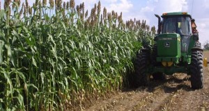 Французская RAGT может стать совладельцем российского поставщика семян
