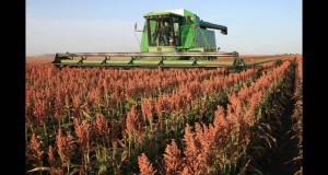 Китай совершает беспрецедентные сделки по закупке зерновых и сорго на мировом рынке