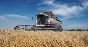 Обильные осадки в российских регионах снизили качество пшеницы и других сельхозкультур