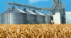 В Кабардино-Балкарии за пять лет производство зерна выросло на 25 %