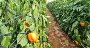 Россельхознадзор выразил обеспокоенность по поводу участившихся нарушений при поставках растительной продукции из Армении