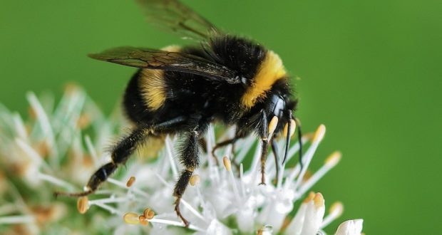 Госдума в первом чтении приняла закон, защищающий пчел от пестицидов