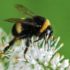 Госдума в первом чтении приняла закон, защищающий пчел от пестицидов