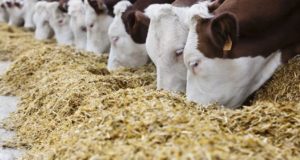 Производство кормовых протеинов животного происхождения в РФ в 2023 году может достигнуть 900 тыс. тонн – FEEDLOT