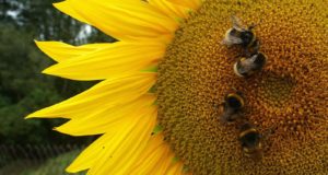 Башкирия в сентябре проведет международный форум пчеловодов “АпиМир”