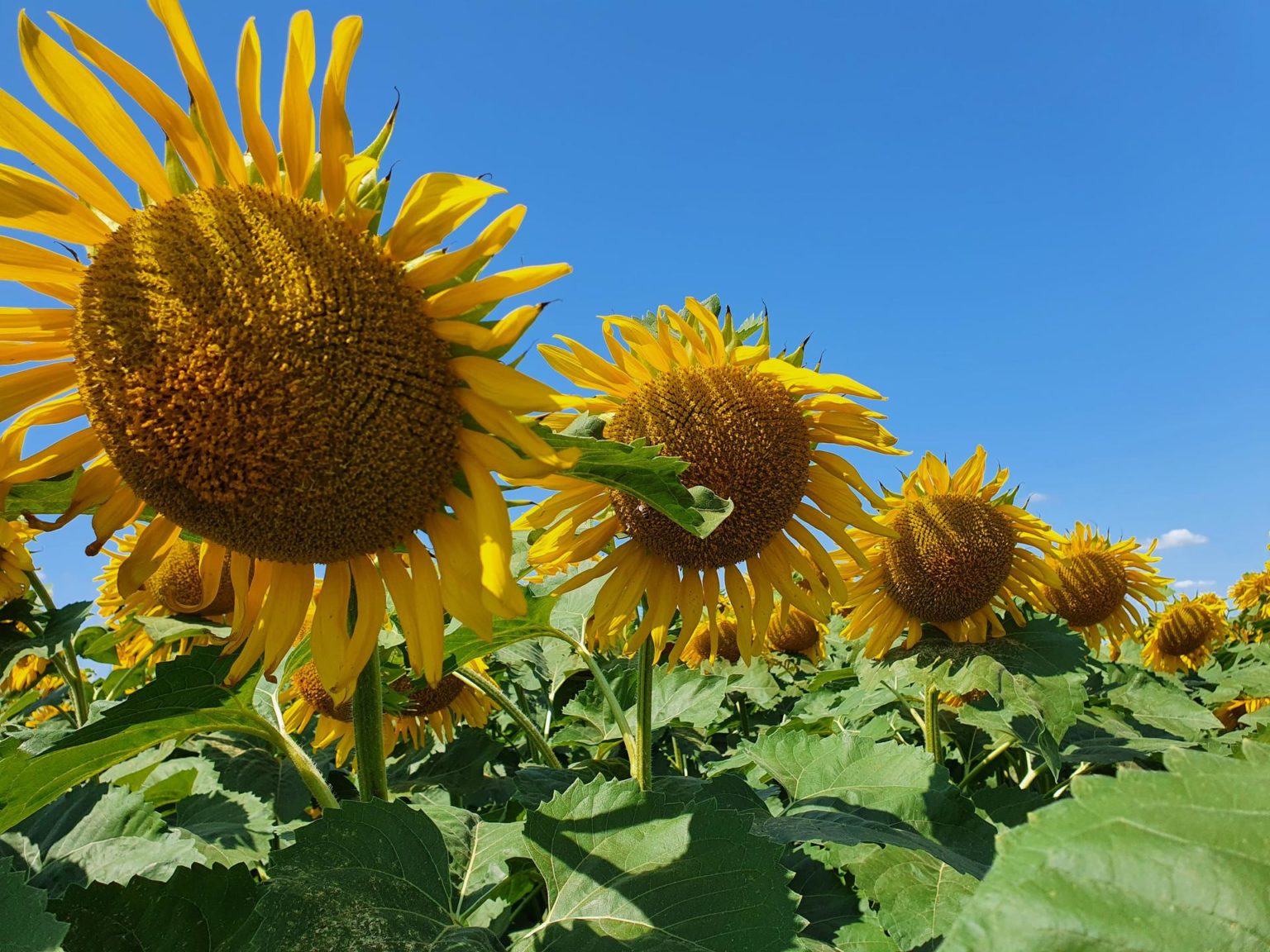 фирма подсолнечник. подсолнечник санспот карликовый гавриш ц. фирма подсолнечник. семена подсолнечника штрубе гибрид. фирма подсолнечник.