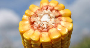 Эксперты повысили прогноз по урожаю кукурузы и зерна в целом