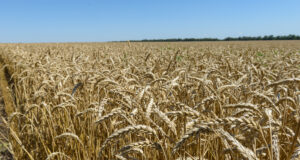 Вице-спикер Госдумы Алексей Гордеев выразил обеспокоенность ситуацией с ценами на зерно