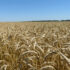 Вице-спикер Госдумы Алексей Гордеев выразил обеспокоенность ситуацией с ценами на зерно