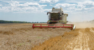 Цена спроса на мировом рынке на российскую пшеницу 12,5 % с поставкой в июне-июле снизилась
