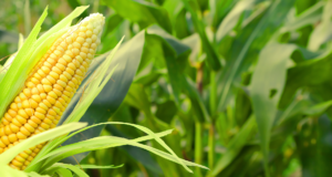 Реализовать потенциал культуры максимально: продукты «Биокефарм Рус»  при возделывании кукурузы