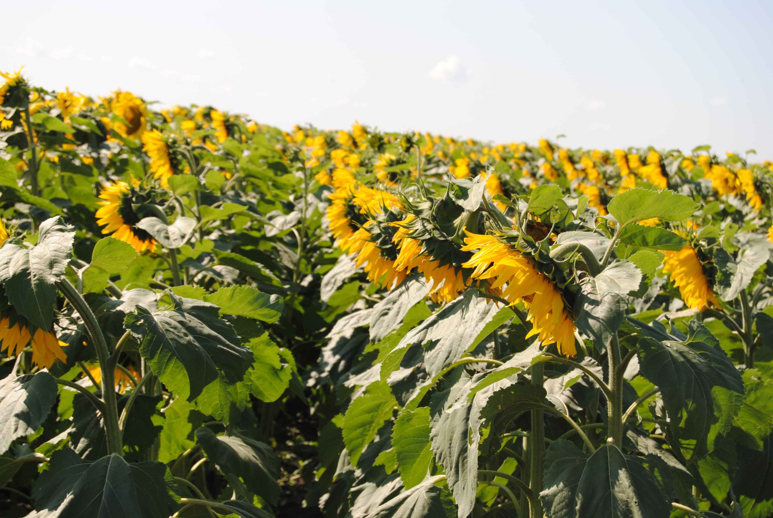 Аномальная жара может повлиять на урожай подсолнечника в Ростовской области